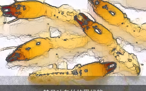 梦见吐白丝的黑蚂蚁