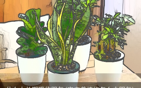 什么人长期吸收阴气(室内养植物怎么去阴气)