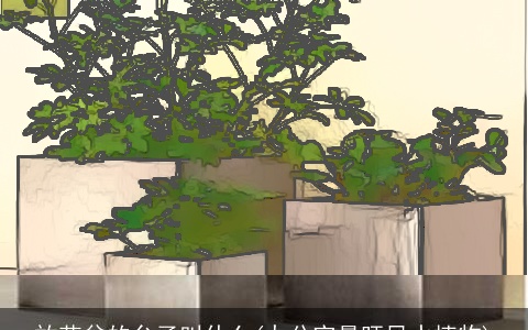 放花盆的台子叫什么(办公室最旺风水植物)