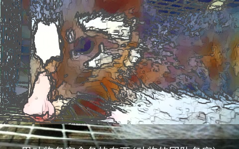 用动物名字命名的东西(动物的团队名字)