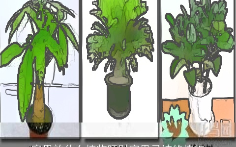 家里放什么植物旺财家里忌讳的植物