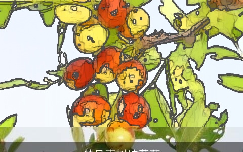 梦见枣树结葡萄