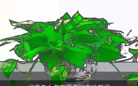 绿萝怎么养家里养绿萝的禁忌