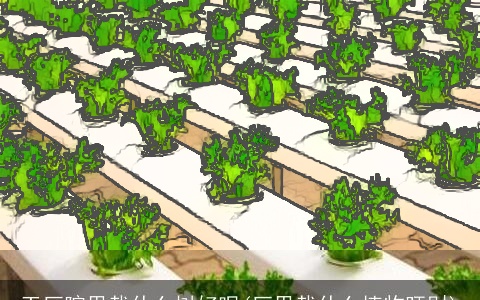 工厂院里栽什么树好呢(厂里栽什么植物旺财)