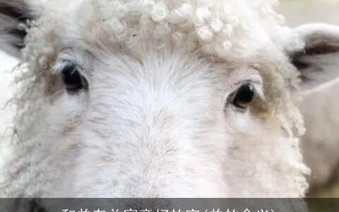 和羊有关寓意好的字(羊的含义)