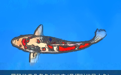 属鼠的养几条鱼好运来(最招财的风水鱼)