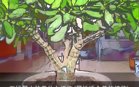 五行属木的养什么植物(属性适合养的植物)