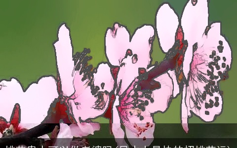 桃花贵人可以做老婆吗(风水上最快的招桃花运)