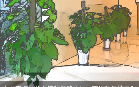 办公室摆放什么植物能够添加桃花运和爱情运？