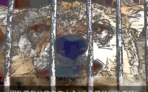 团队霸气的狼名字大全(关于狼的团队名称)