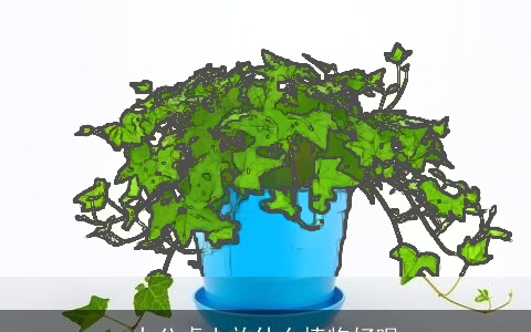 办公桌上放什么植物好呢