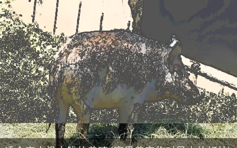 适合穷人没本钱的养殖(家里养宠物对风水的好处)