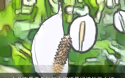 办公室是养鱼的风水好还是绿植的风水好