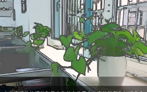 办公室植物的摆放和风水有什么关系办公室的煞气你知道几个