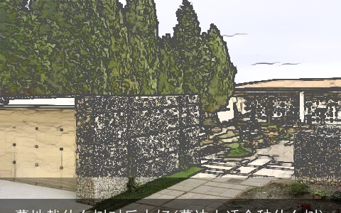 墓地栽什么树对后人好(墓边上适合种什么树)