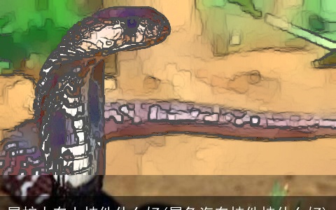 属蛇人车上挂件什么好(属兔汽车挂件挂什么好)