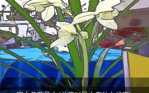 家中养花风水(兰花对风水有什么讲究)