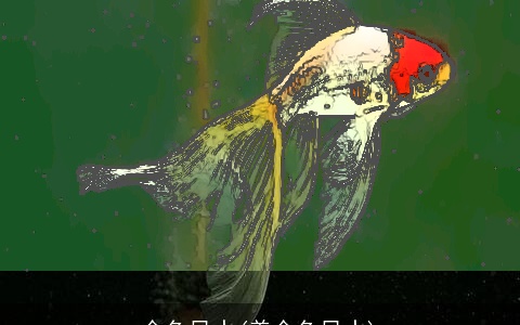 金鱼风水(养金鱼风水)