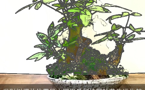 发财树摆放位置风水哪里最好枝繁叶茂改运化煞