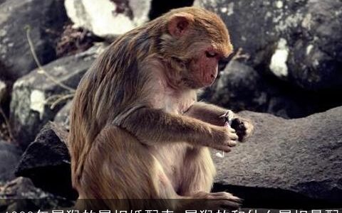 1980年属猴的属相婚配表 属猴的和什么属相最配