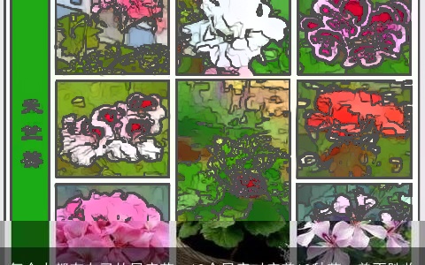 每个人都有自己的星座花，12个星座对应着12种花，美不胜收