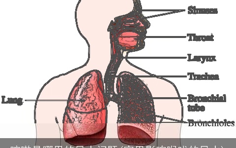 咳嗽是哪里的风水问题(家里影响喉咙的风水)