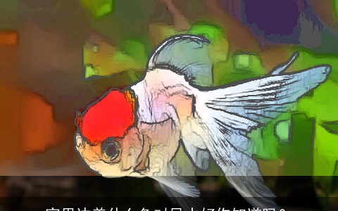 家里边养什么鱼对风水好你知道吗？