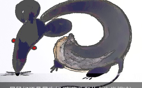 属龙好还是属龙好(生肖牛和什么生肖相冲)