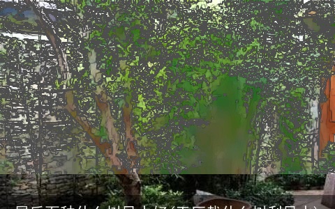 屋后面种什么树风水好(工厂栽什么树利风水)