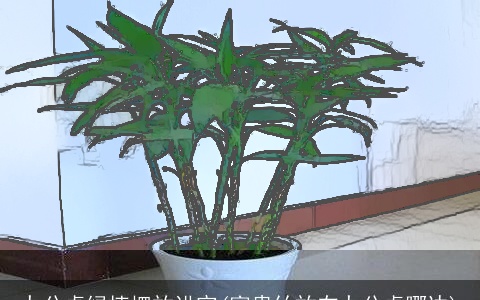 办公桌绿植摆放讲究(富贵竹放在办公桌哪边)