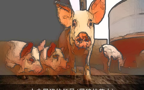 中央属猪的领导(属猪的艺人)