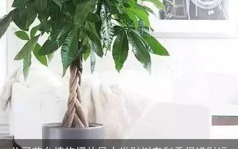 公司前台植物摆放风水发财树有利于促进财运