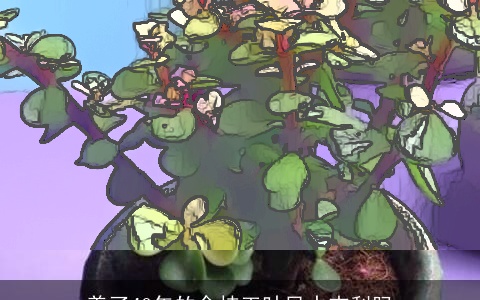 养了40年的金枝玉叶风水吉利吗