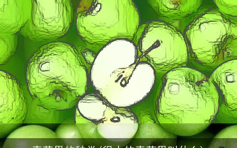 青苹果的种类(很小的青苹果叫什么)