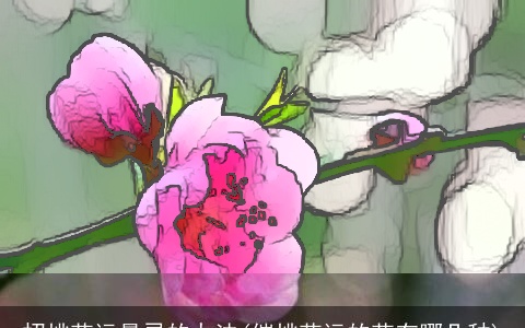 招桃花运最灵的办法(催桃花运的花有哪几种)