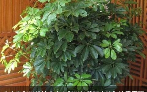 八方来财树说法八方来财树的养殖方法和注意事项