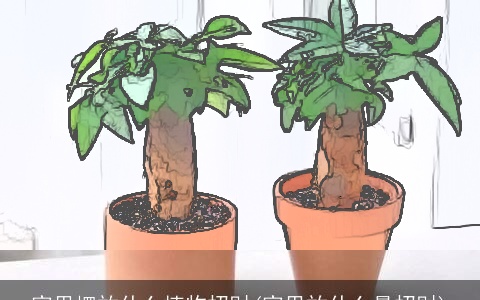 家里摆放什么植物招财(家里放什么最招财)