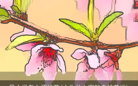 风水学怎么招桃花(人为什么突然走桃花运)