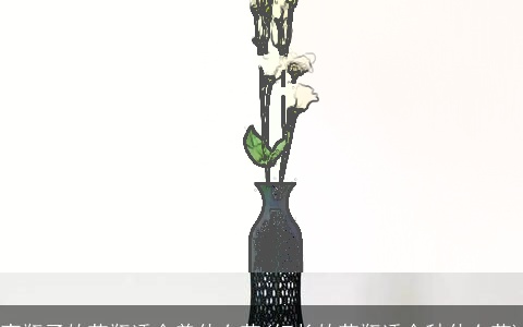 高瓶子的花瓶适合养什么花(细长的花瓶适合种什么花)