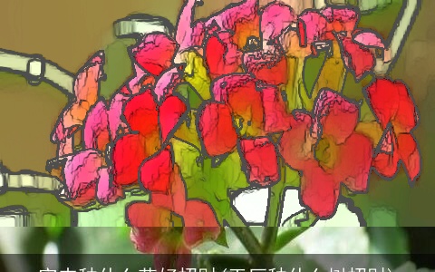 室内种什么花好招财(工厂种什么树招财)