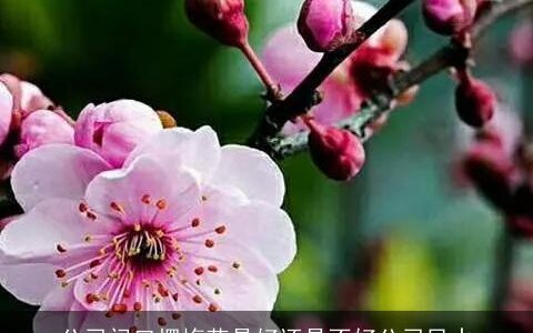 公司门口摆梅花是好还是不好公司风水