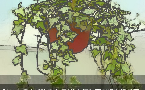 种什么植物能改良土壤(什么植物可以摆在横梁下)