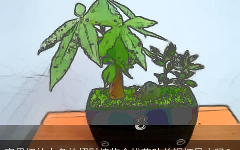 家里摆放太多的招财植物会拔苗助长损坏风水吗？