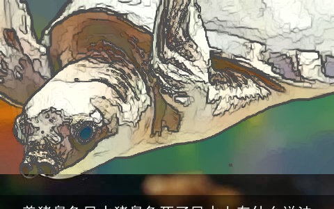 养猪鼻龟风水猪鼻龟死了风水上有什么说法