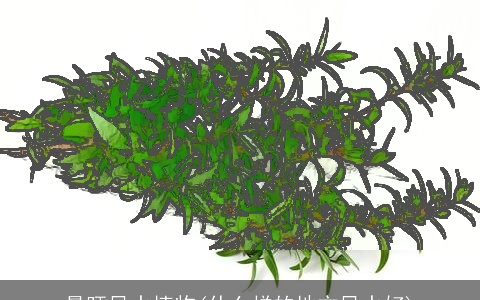 最旺风水植物(什么样的地方风水好)