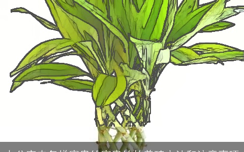 办公室内怎样富贵竹富贵竹的养殖方法和注意事项