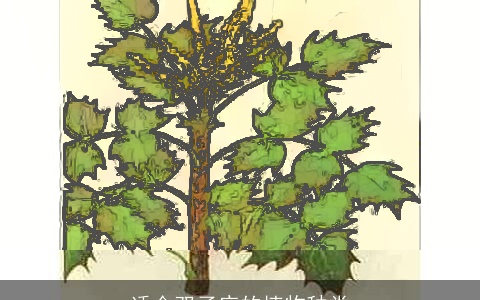 适合双子座的植物种类