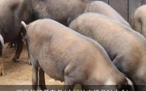 哪里的猪最有名(中国地方猪品种大全)