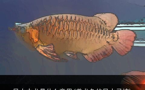 风水中龙是什么意思(养龙鱼的风水忌讳)