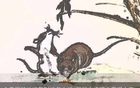 今天属鼠的运气财运怎么样(属鼠人将迎来天塌大事)